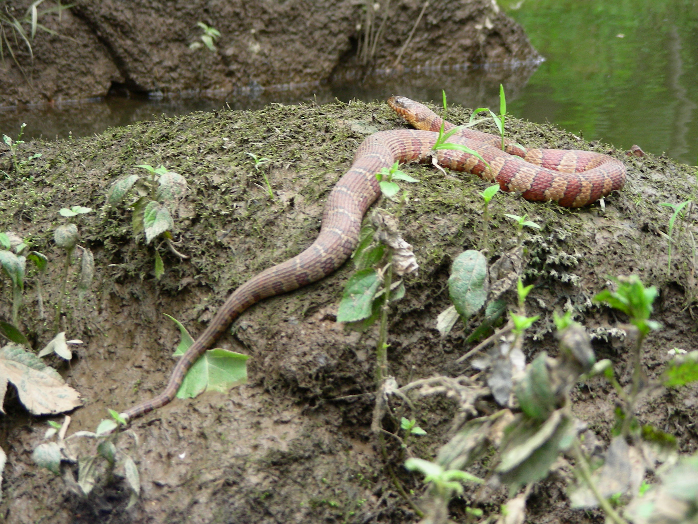 ./2012/Neuse River/DSCN8642.JPG